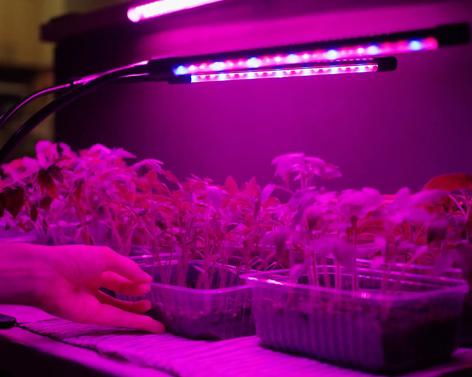 seedlings under blue grow light