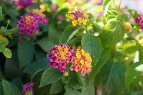 Bring the Outdoors In: How to Overwinter Lantana Successfully Indoors