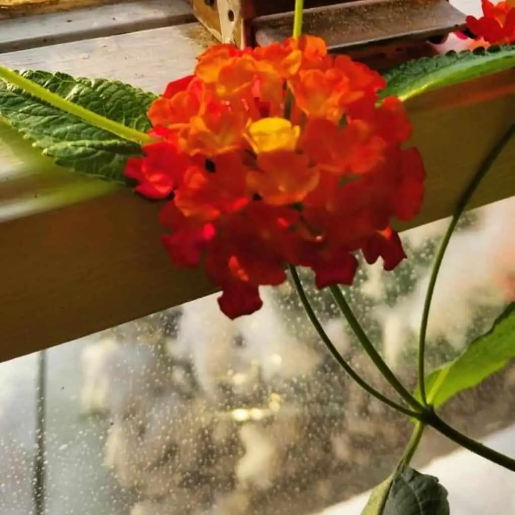 lantana indoor sunlight window