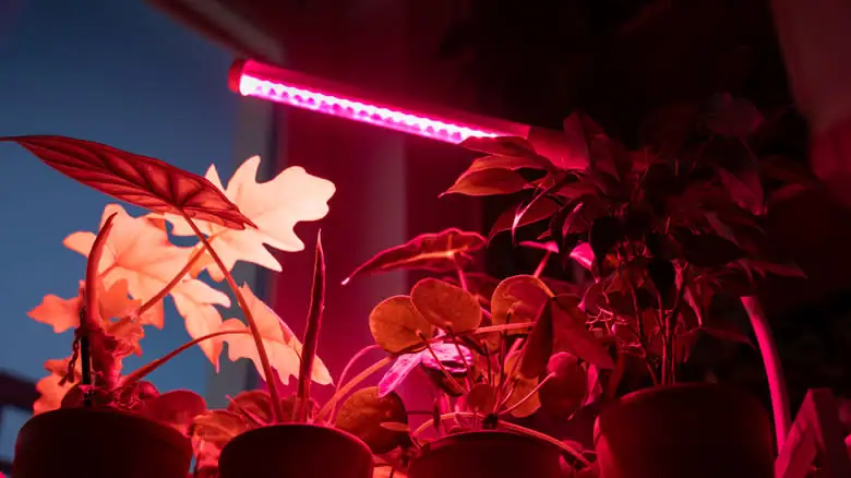 plants flowering under red grow light