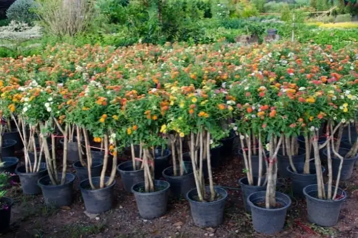 lantana watering indoor pot