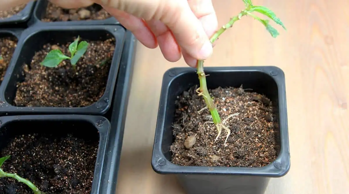 lantana cutting propagation