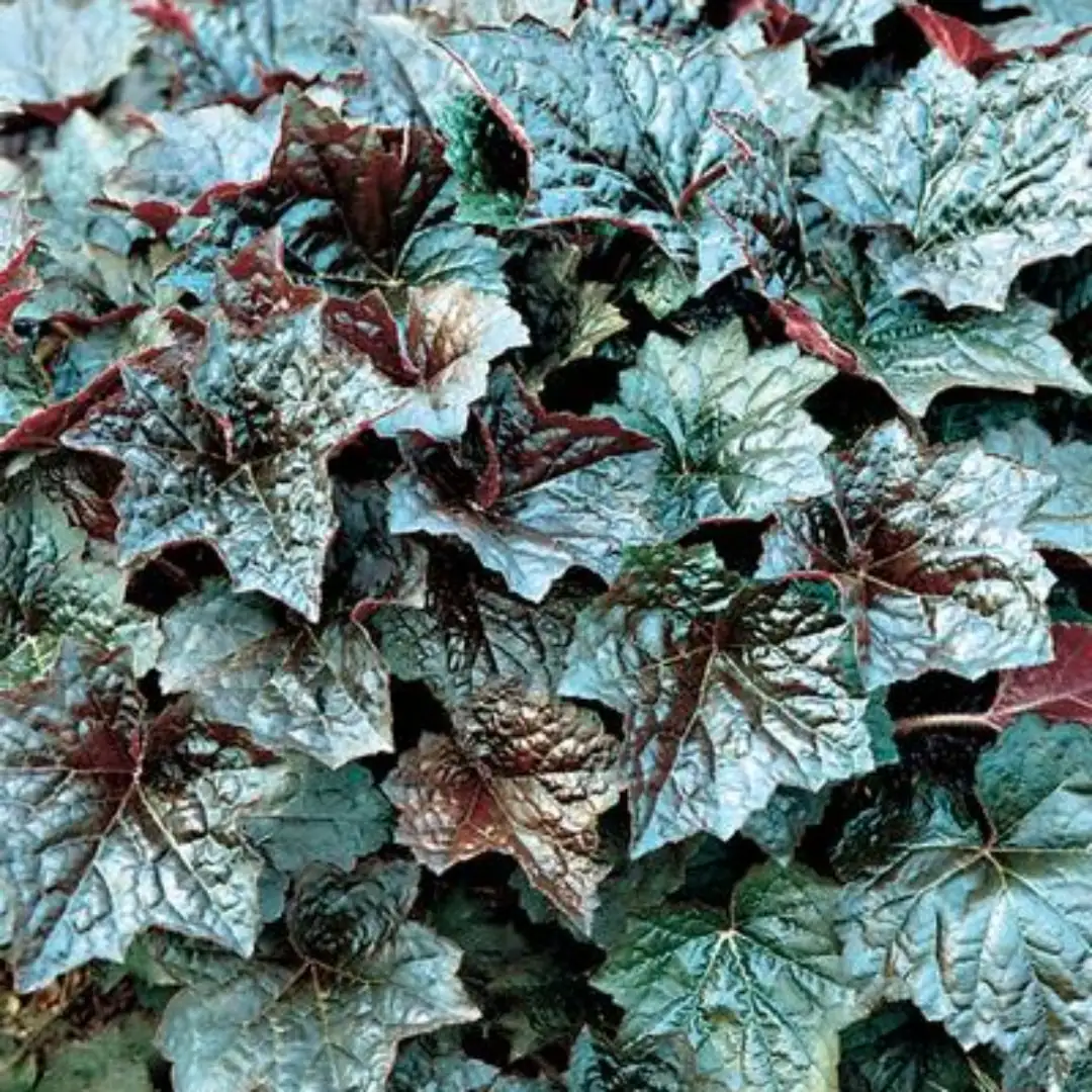 coral bells woodland garden