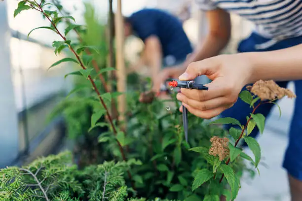 drip irrigation system installation