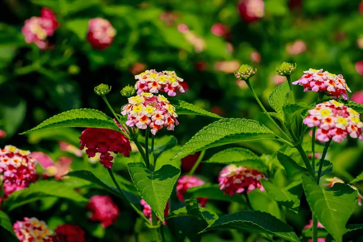 Lantana as a Garden Hero: Erosion Control and Companion Planting