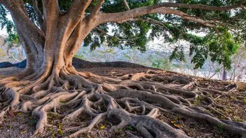 lantana root system erosion control