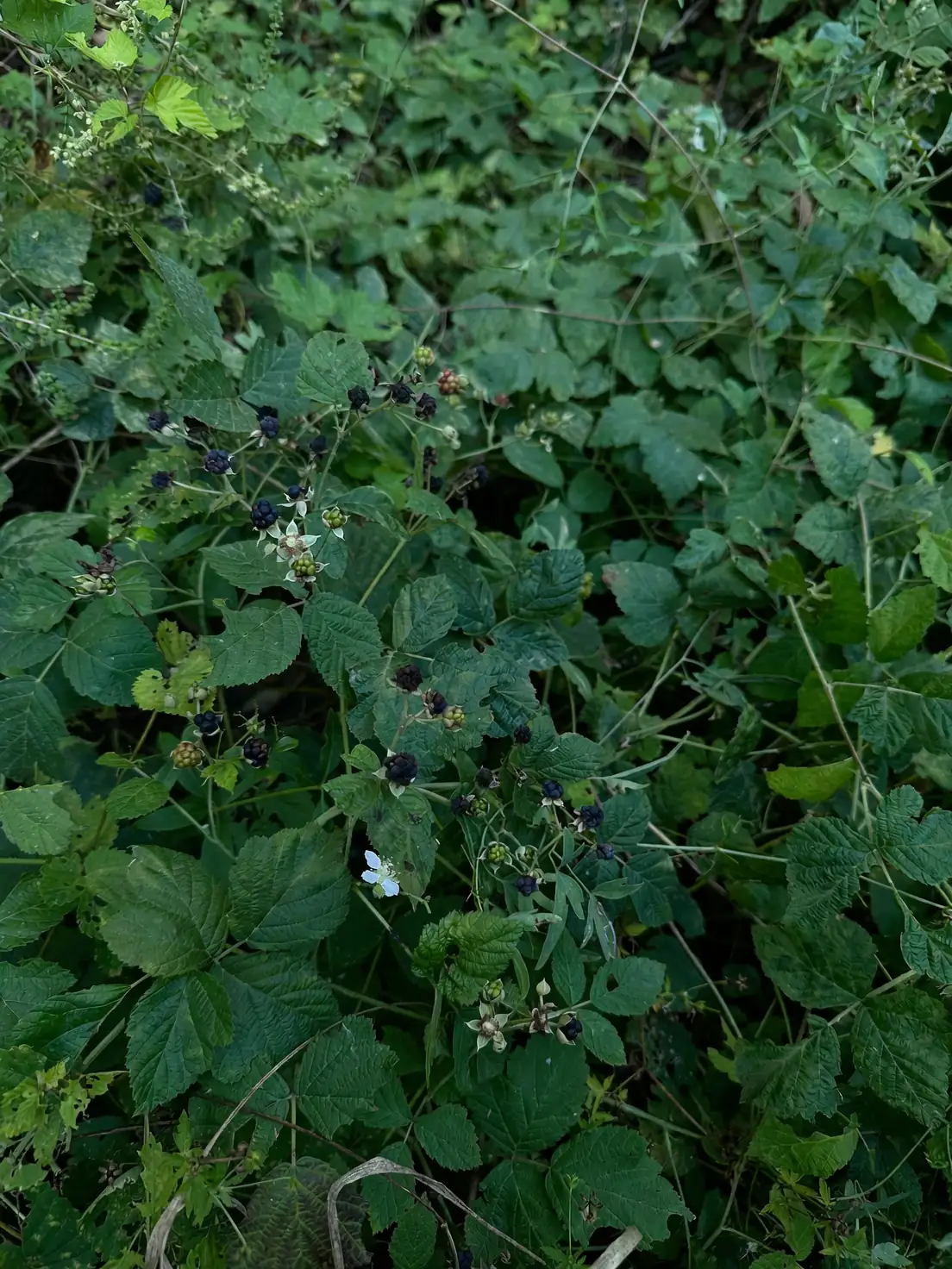 lantana unripe berries toxicity