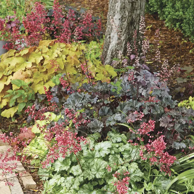 coral bells contrasting colors
