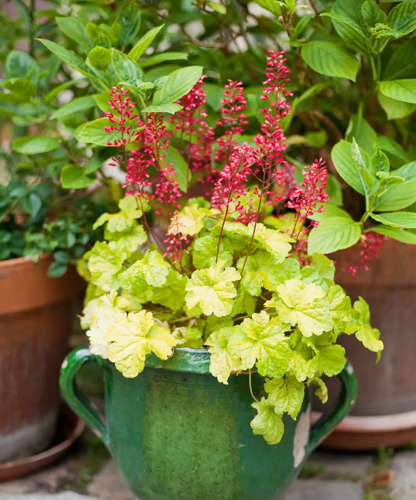 coral bells soil preparation