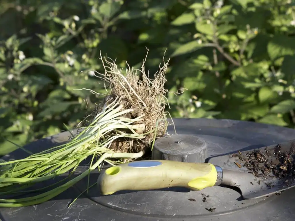 garden tools for plant division