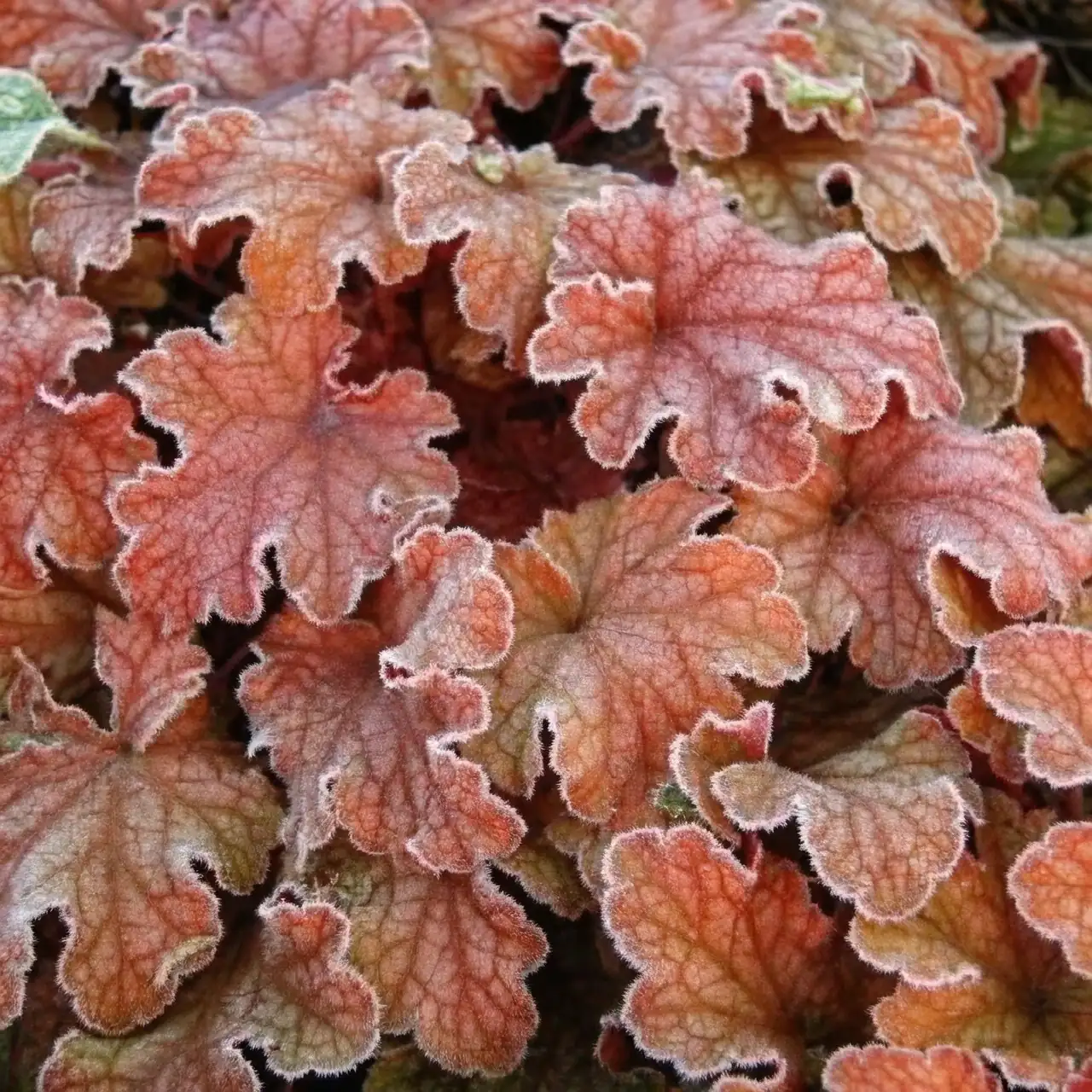 coral bells root system