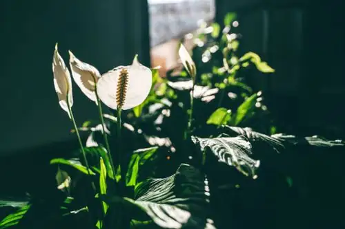 peace lilies on balcony