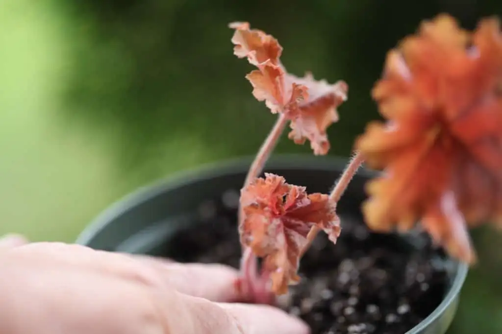 planting coral bells division