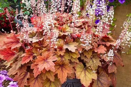 Evergreen Beauty: How to Keep Coral Bells Thriving in Containers
