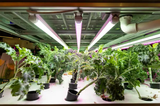 LED grow lights close-up