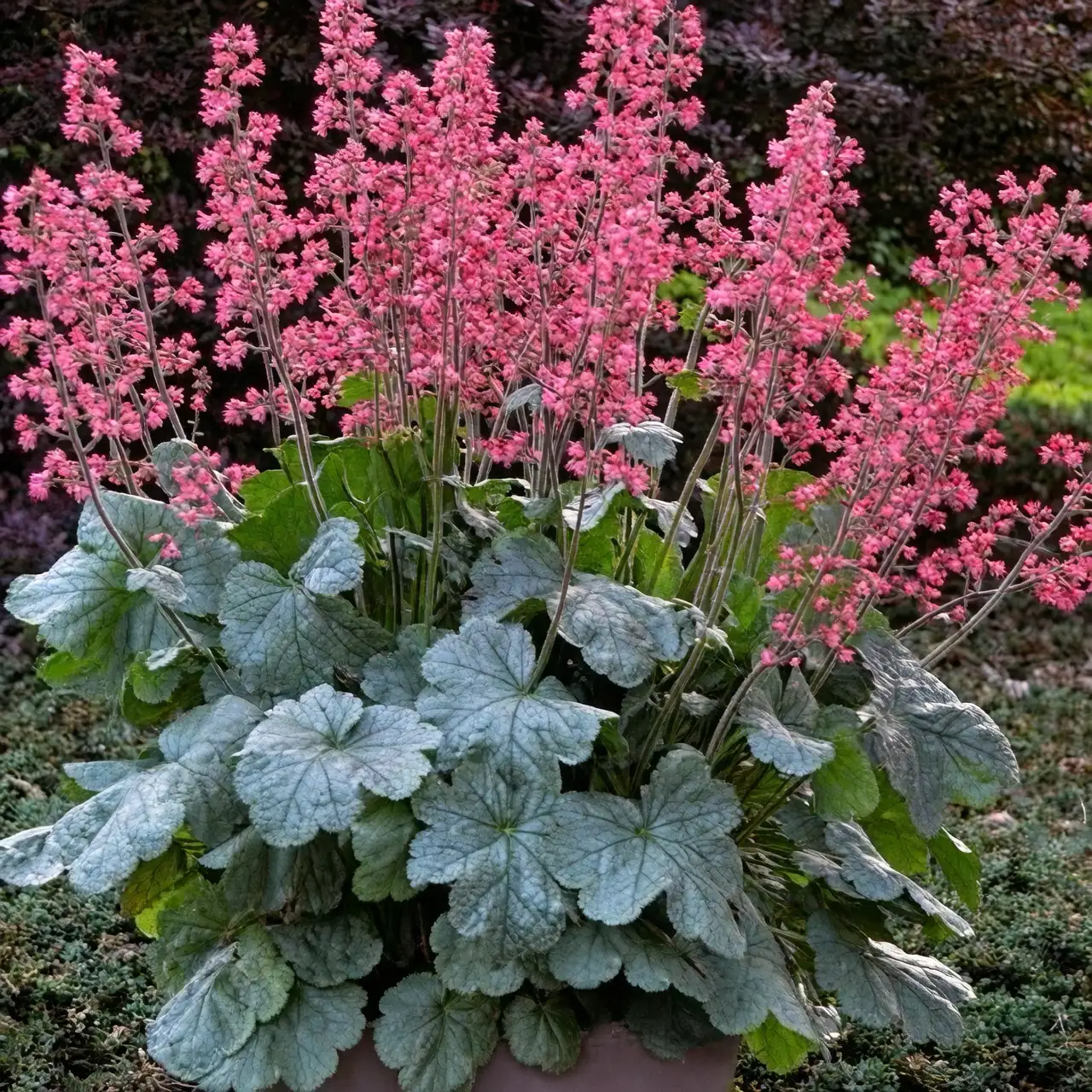 coral bells spring care