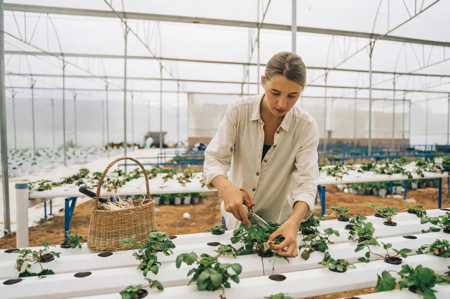 IoT plant care system
