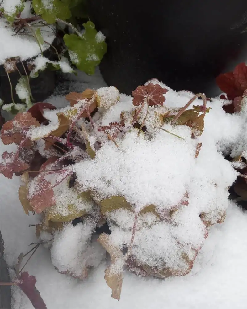 coral bells winter mulch