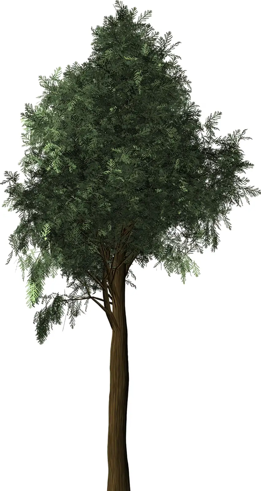 cypress tree soil conditions