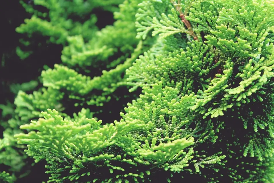 cypress tree seasonal care