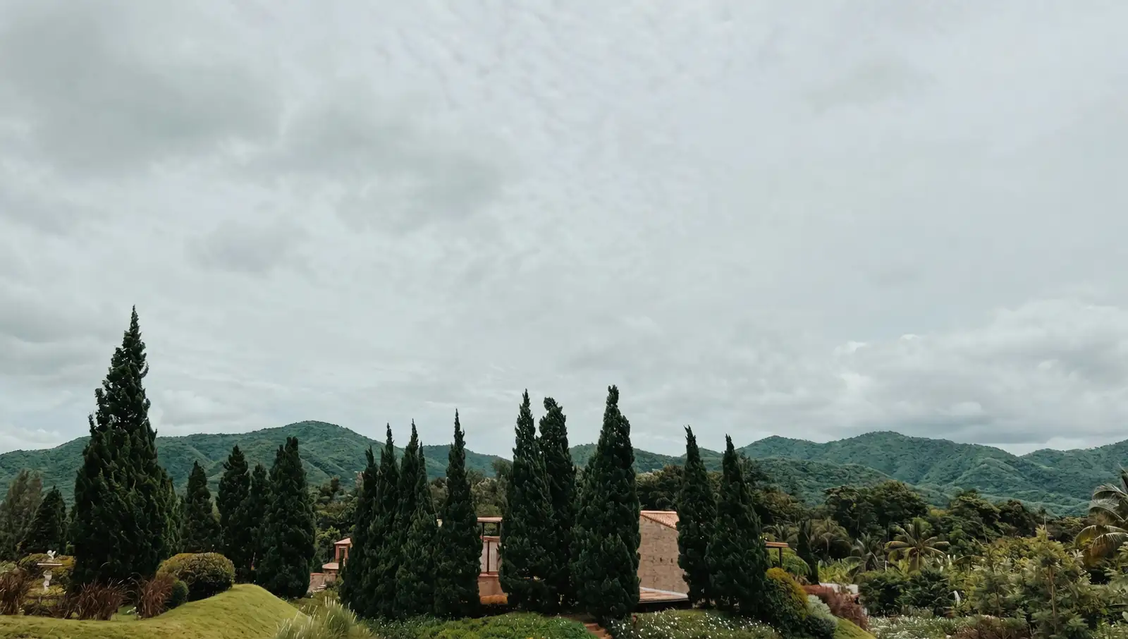 Battling Bugs: Effective Strategies Against Cypress Pests