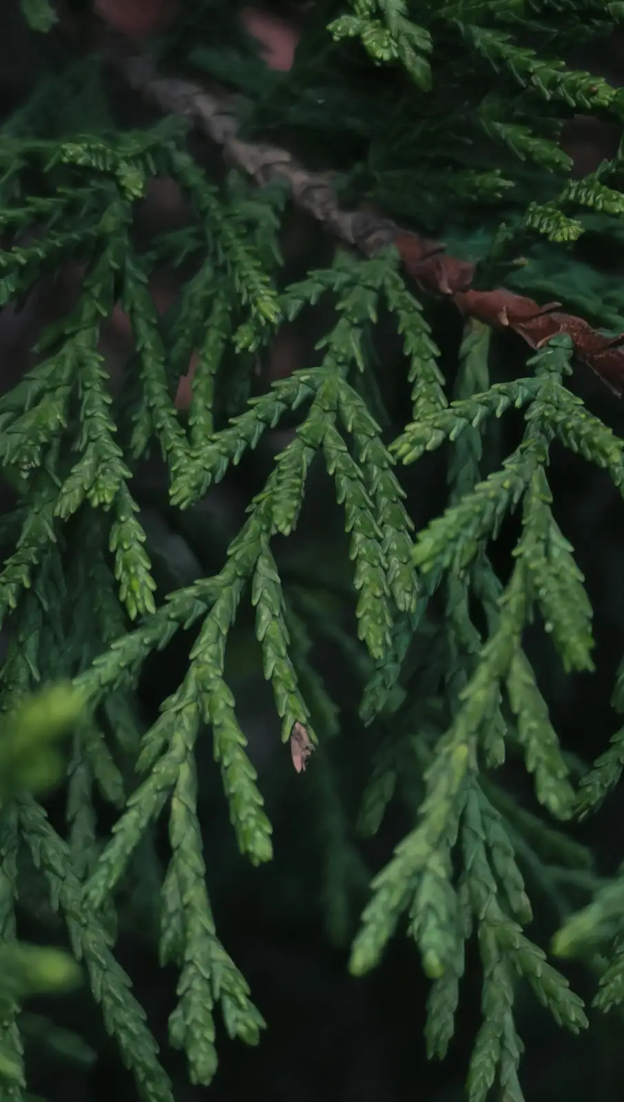 cypress tree branch canker