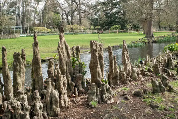 cypress tree root rot soil