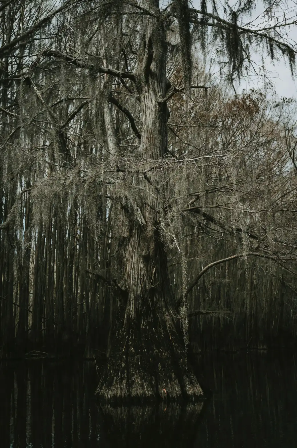 cypress tree bagworm infestation