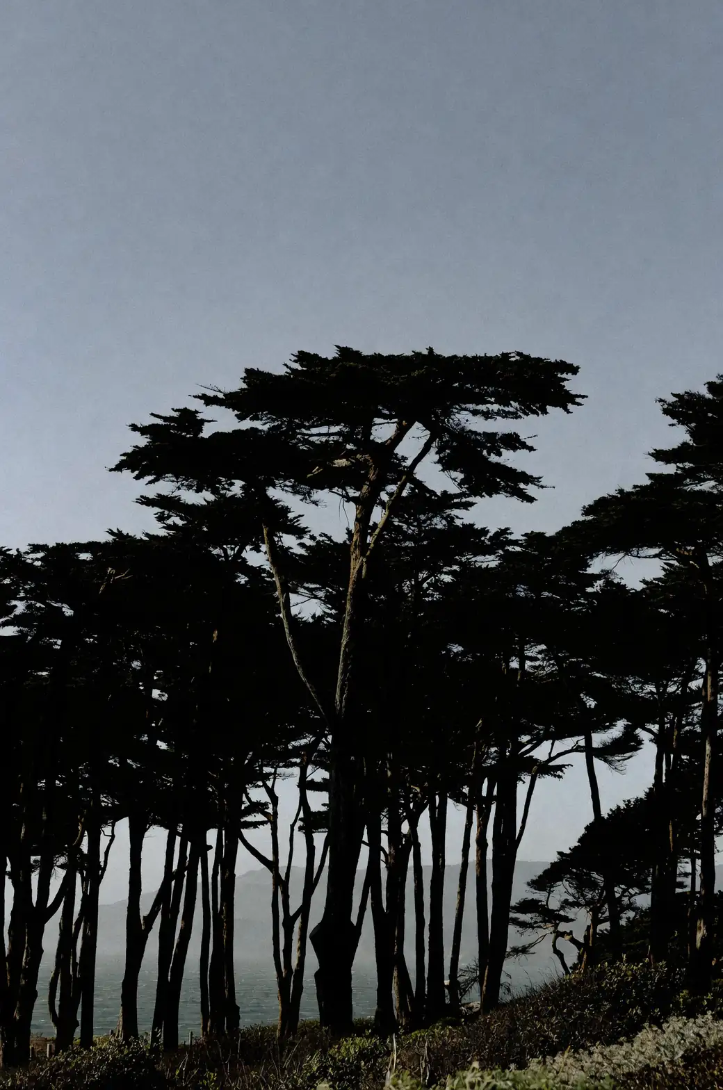 Nature’s Green Giants: Quirky Traits of Cypress Trees