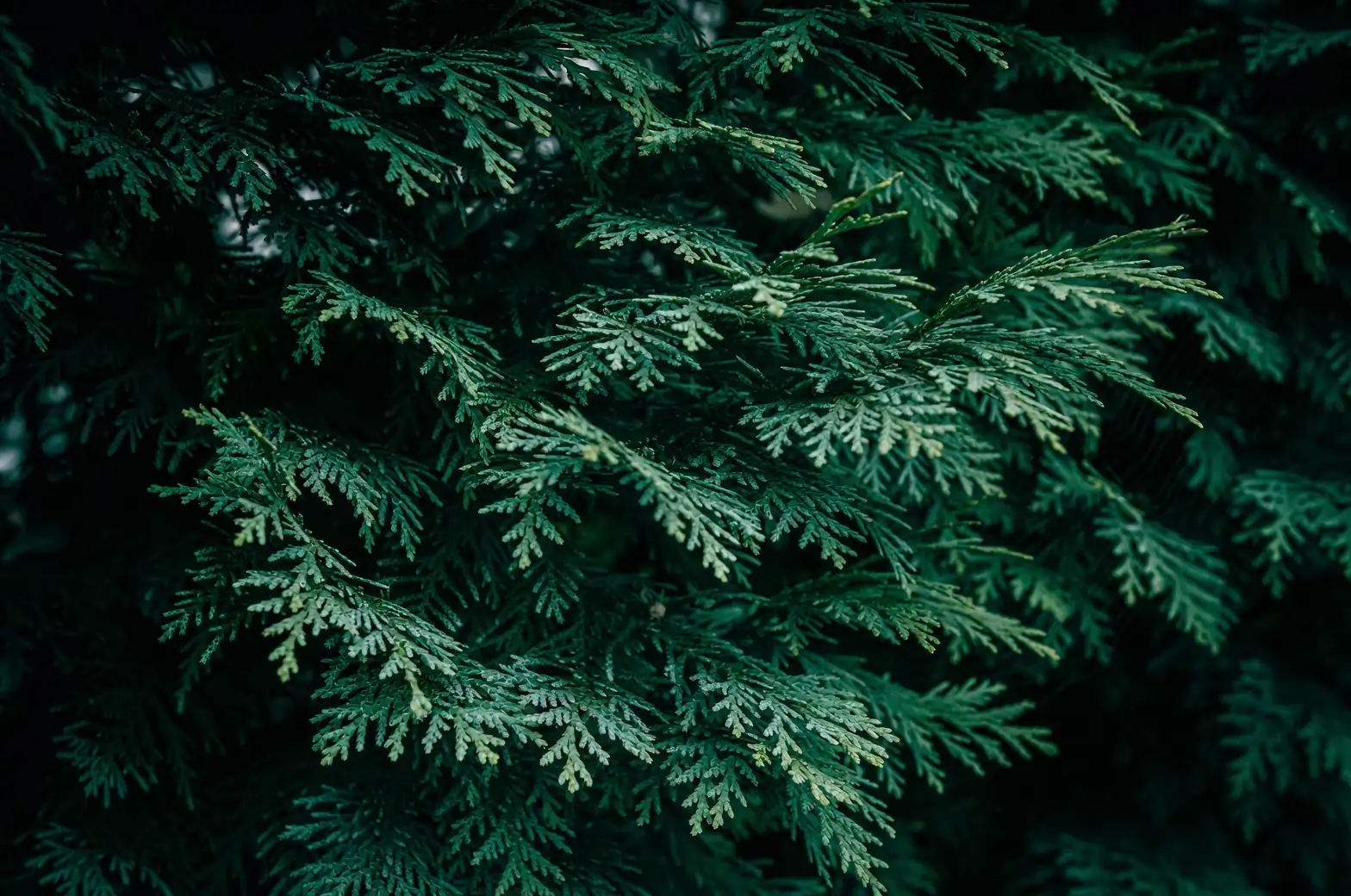cypress foliage close-up