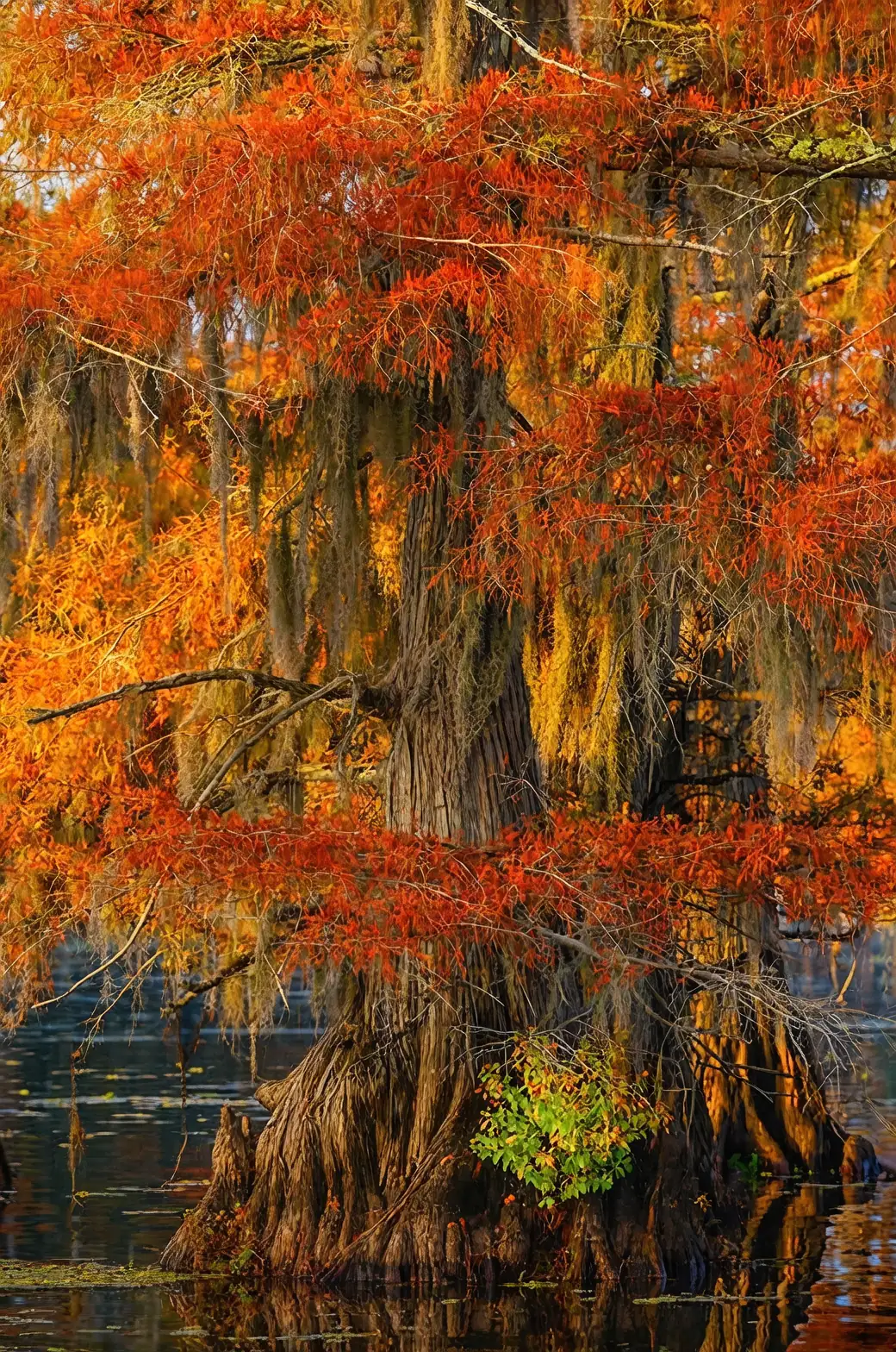 Bald Cypress autumn transformation