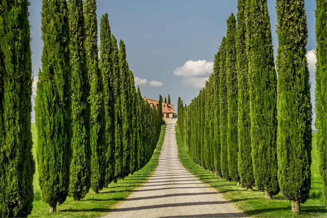 Cypress in Culture: Symbolism, Longevity, and Legacy