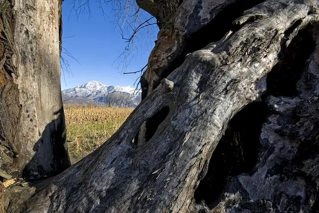 Cypress of Abarqu ancient tree