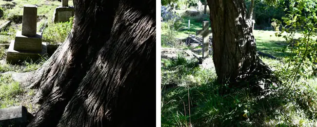 cypress trees in cemetery