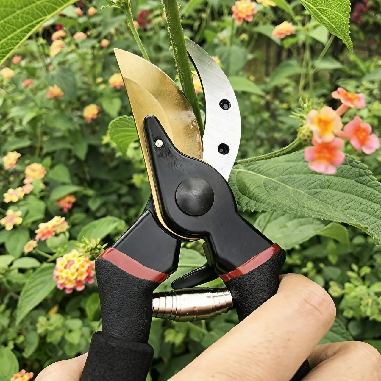 pruning shears in use