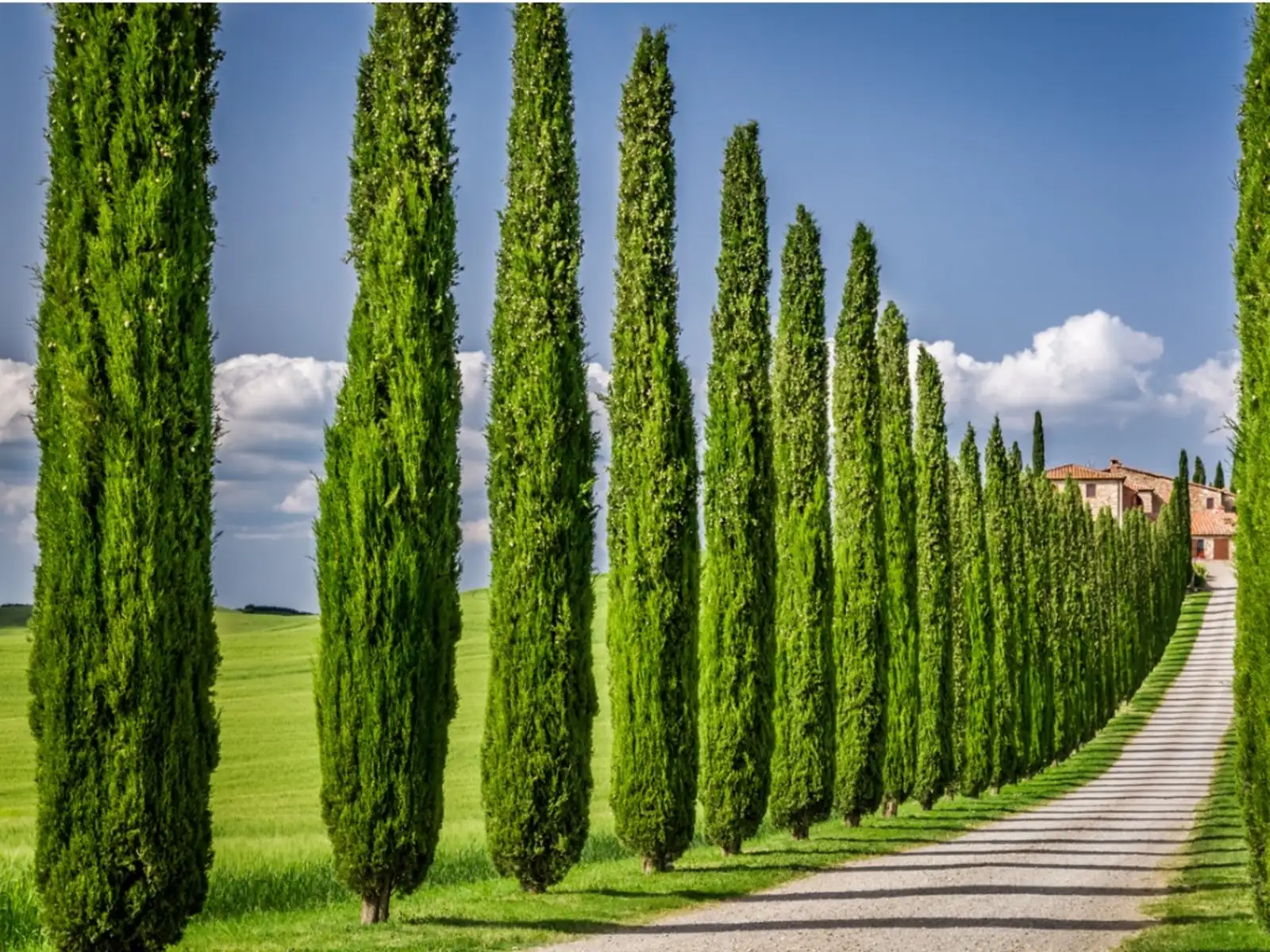 italian cypress indoor decor