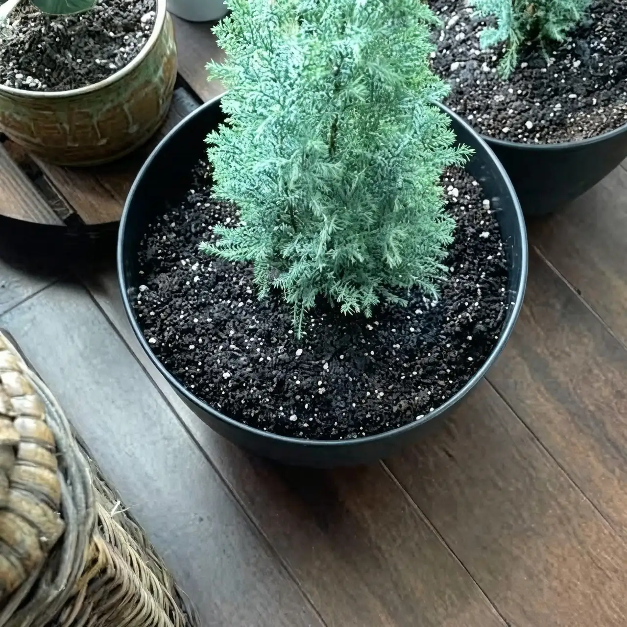 cypress tree care indoor watering
