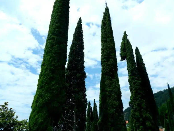 Master the Art of Cypress Propagation: Seeds and Cuttings