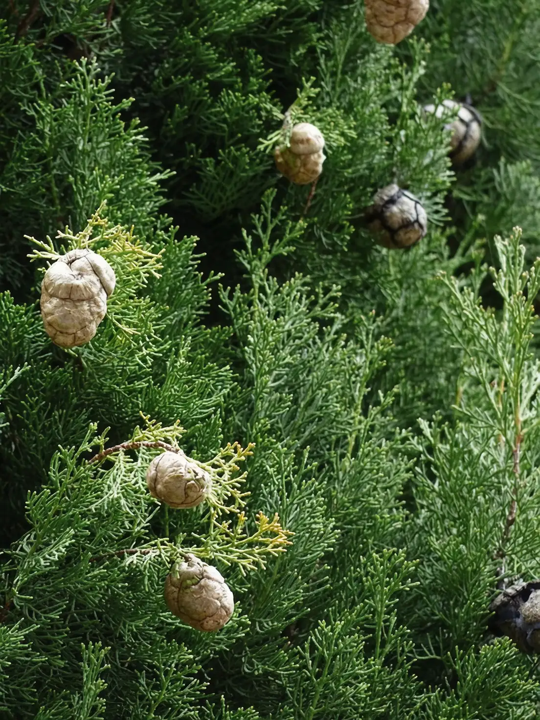 cypress cones on tree