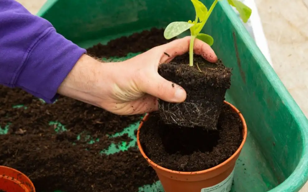 sowing cypress seeds in pot