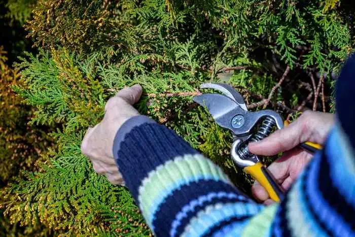 taking cypress cuttings
