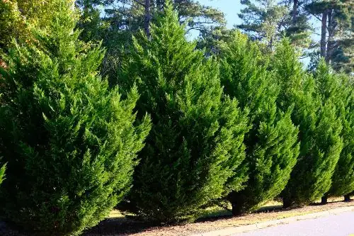 cypress tree close-up foliage