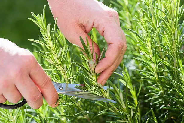 olive rosemary garden combination
