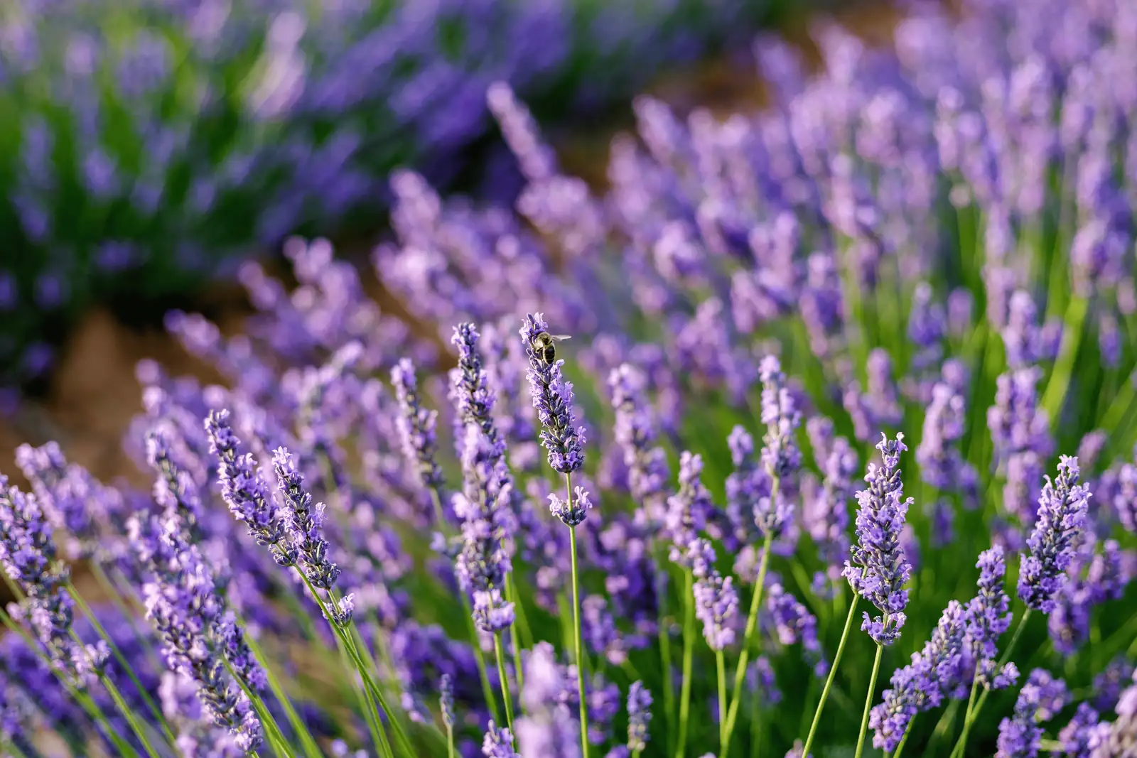lavender sage garden pollinators