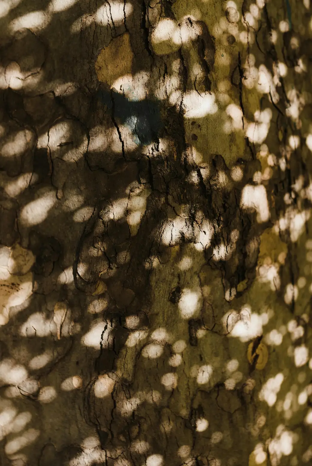 tree peony dappled sunlight