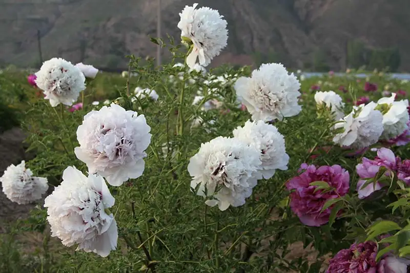 tree peony planting soil preparation