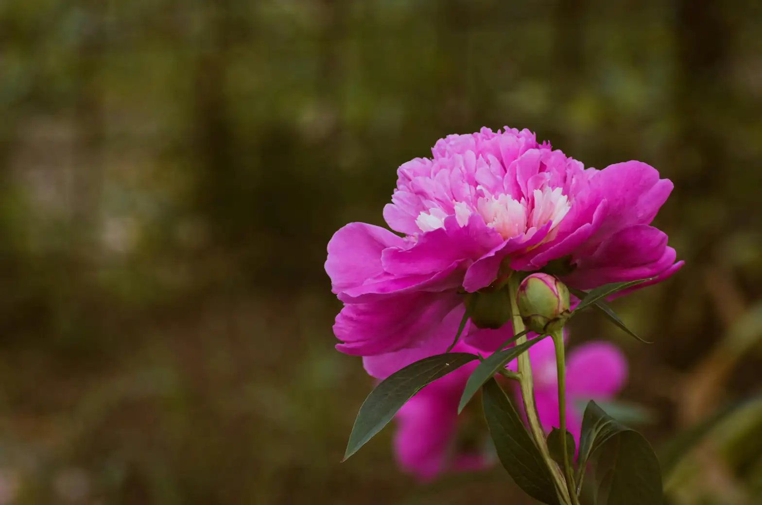Battling Blights: Tree Peony Pests and Problems Solved