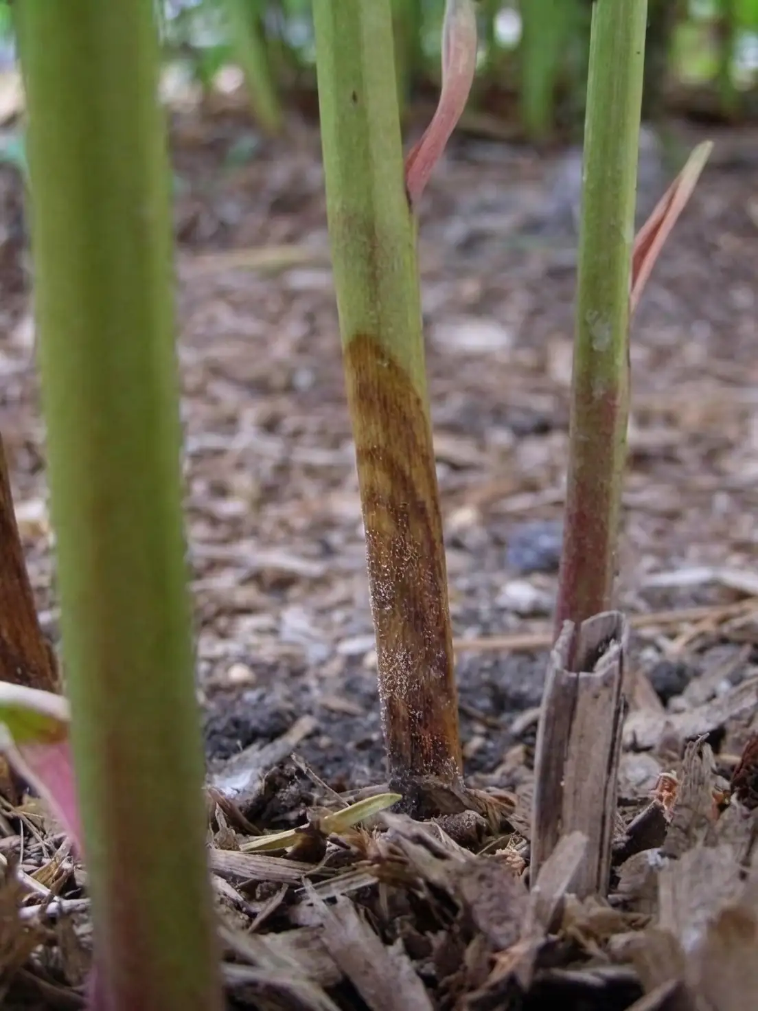 tree peony botrytis blight