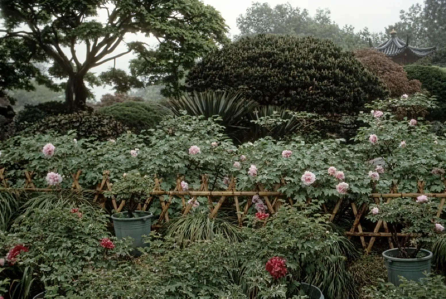 From Ancient China to Your Garden: The Storied History of Tree Peonies