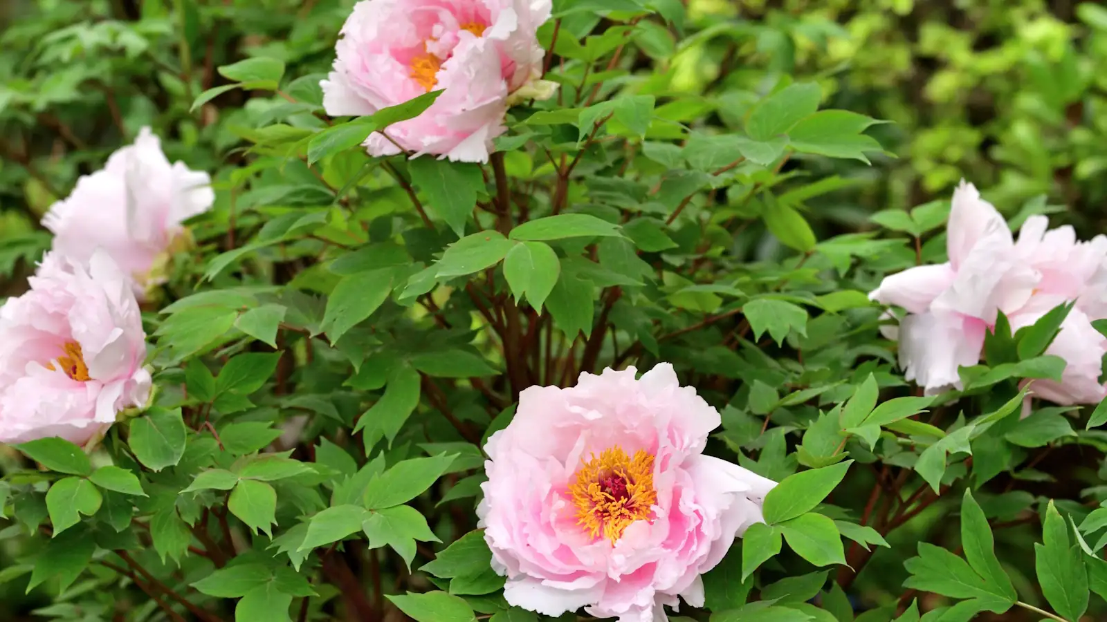 tree peony in urban garden